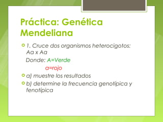 Práctica: Genética
Mendeliana
 1.Cruce dos organismos heterocigotos:
  Aa x Aa
  Donde: A=Verde
         a=rojo
 a) muestre los resultados
 b) determine la frecuencia genotípica y
  fenotípica
 