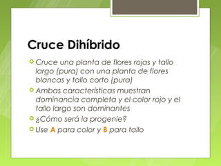 Cruce Dihíbrido
 Cruce   una planta de flores rojas y tallo
  largo (pura) con una planta de flores
  blancas y tallo corto (pura)
 Ambas características muestran
  dominancia completa y el color rojo y el
  tallo largo son dominantes
 ¿Cómo será la progenie?
 Use A para color y B para tallo
 