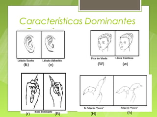 Características Dominantes
y Recesivas


(E)    (e)               (W)   (w)




 (r)         (R)   (H)           (h)
 