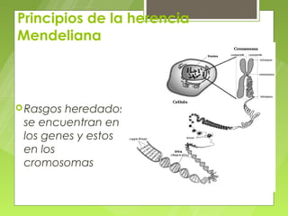 Principios de la herencia
Mendeliana



 Rasgosheredados
 se encuentran en
 los genes y estos
 en los
 cromosomas
 