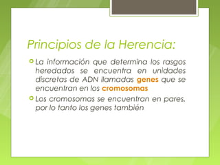 Principios de la Herencia:
 La información que determina los rasgos
  heredados se encuentra en unidades
  discretas de ADN llamadas genes que se
  encuentran en los cromosomas
 Los cromosomas se encuentran en pares,
  por lo tanto los genes también
 