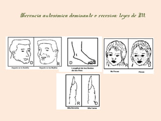 Herencia autosómica dominante o recesiva: leyes de M.




    D          R    D
                                            R           D




                        R      D
 