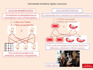 Enfermedades hereditarias ligadas a autosomas


    ALELOS DOMINANTES                                            ALELOS RECESIVOS
 Se manifiesta la enfermedad tanto en            La enfermedad solo se manifiesta en estado homocigótico.
homocigóticos como en heterocigóticos.
                                                             A → Glóbulo rojo normal
         a → Mano con 5 dedos                                a → Glóbulo rojo falciforme
         A → Mano con polidactilia
                                                                Aa         X         aa
         aa            X            Aa
                                                            A        a          a         a

     a        a                 A        a
                                                       Aa             Aa        aa            aa

                                                      Esto sucede por ejemplo en la anemia falciforme,
   Aa             aa       Aa         aa                 albinismo, sordomudez y fibrosis quística.

     Esto sucede por ejemplo en la
polidactilia, sindactilia y braquidactilia.



                                                      Niños albinos
 