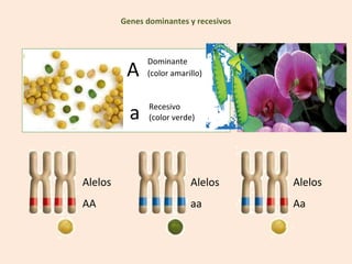 Genes dominantes y recesivos



               Dominante
          A    (color amarillo)



           a    Recesivo
                (color verde)




Alelos                     Alelos       Alelos
AA                         aa           Aa
 