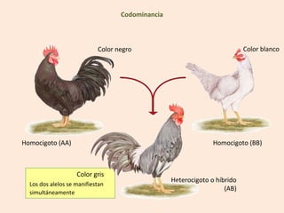 Codominancia



                            Color negro                                    Color blanco




Homocigoto (AA)                                                 Homocigoto (BB)



                    Color gris
                                                  Heterocigoto o híbrido
  Los dos alelos se manifiestan
                                                                    (AB)
  simultáneamente
 