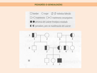 PEDIGRÍES O GENEALOGÍAS
 