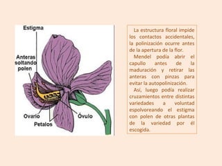 La estructura floral impide
los contactos accidentales,
la polinización ocurre antes
de la apertura de la flor.
  Mendel podía abrir el
capullo     antes     de    la
maduración y retirar las
anteras con pinzas para
evitar la autopolinización.
  Así, luego podía realizar
cruzamientos entre distintas
variedades     a     voluntad
espolvoreando el estigma
con polen de otras plantas
de la variedad por él
escogida.
 