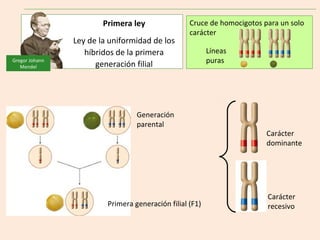 Primera ley                Cruce de homocigotos para un solo
                                                   carácter
                Ley de la uniformidad de los
                   híbridos de la primera                 Líneas
Gregor Johann
                      generación filial                   puras
   Mendel




                                  Generación
                                  parental
                                                                         Carácter
                                                                         dominante




                                                                         Carácter
                         Primera generación filial (F1)                  recesivo
 