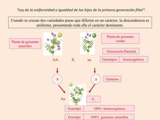 “Ley de la uniformidad o igualdad de los hijos de la primera generación filial”.

Cuando se cruzan dos variedades puras que difieren en un carácter, la descendencia es
              uniforme, presentando toda ella el carácter dominante.

                                                               Planta de guisantes
Planta de guisantes                                                  verdes
     amarillos
                                                               Generación Parental

                         AA           X        aa            Genotipos    homocigóticos




                           A                             a     Gametos




                               Aa                   F1

                                    Genotipo        100% heterocigóticos

                                    Fenotipo     100% guisantes amarillos
 
