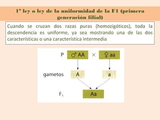 1ª ley o ley de la uniformidad de la F1 (primera
                    generación filial)
Cuando se cruzan dos razas puras (homozigóticos), toda la
descendencia es uniforme, ya sea mostrando una de las dos
características o una característica intermedia.
 
