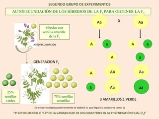 SEGUNDO GRUPO DE EXPERIMENTOS
     AUTOFECUNDACIÓN DE LOS HÍBRIDOS DE LA F1 PARA OBTENER LA F2

                                                                            Aa                X             Aa
                             híbridos con
                           semilla amarilla
                               de la F1

                   AUTOFECUNDACIÓN                                   A              a                   A        a

                                                                                        A                   a
                   GENERACION F2

                                                                     A                  AA                  Aa


                                                                     a                  Aa                  aa
  25%
semillas                             75% semillas
 verdes                                amarillas                              3 AMARILLOS:1 VERDE

                    De estos resultados posteriormente se elaboró la que llegaría a conocerse como la

     “2ª LEY DE MENDEL O “LEY DE LA VARIABILIDAD DE LOS CARACTERES EN LA 2ª GENERACIÓN FILIAL (F 2)”
 
