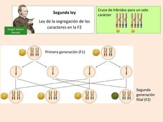 Cruce de híbridos para un solo
                       Segunda ley             carácter
                Ley de la segregación de los
Gregor Johann
                    caracteres en la F2
   Mendel




                   Primera generación (F1)




                                                                      Segunda
                                                                      generación
                                                                      filial (F2)
 
