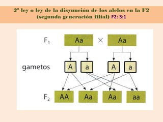 2ª ley o ley de la disyunción de los alelos en la F2
          (segunda generación filial) F2: 3:1
 