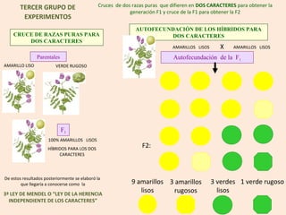 TERCER GRUPO DE                        Cruces de dos razas puras que difieren en DOS CARACTERES para obtener la
                                                           generación F1 y cruce de la F1 para obtener la F2
        EXPERIMENTOS
                                                             AUTOFECUNDACIÓN DE LOS HÍBRIDOS PARA
    CRUCE DE RAZAS PURAS PARA                                         DOS CARACTERES
        DOS CARACTERES
                                                                            AMARILLOS LISOS     X    AMARILLOS LISOS

                Parentales                                                   Autofecundación de la F1
AMARILLO LISO            VERDE RUGOSO




                             F1
                     100% AMARILLOS LISOS
                     HÍBRIDOS PARA LOS DOS
                                                                F2:
                          CARACTERES




De estos resultados posteriormente se elaboró la
        que llegaría a conocerse como la                   9 amarillos 3 amarillos            3 verdes 1 verde rugoso
3ª LEY DE MENDEL O “LEY DE LA HERENCIA
                                                              lisos      rugosos                lisos
  INDEPENDIENTE DE LOS CARACTERES”
 