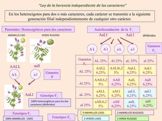 “Ley de la herencia independiente de los caracteres”

  En los heterocigotos para dos o más caracteres, cada carácter se transmite a la siguiente
              generación filial independientemente de cualquier otro carácter.

Parentales: Homocigóticos para dos caracteres                    Autofecundación de la F1
  AMARILLO LISO               VERDE RUGOSO                           AaLl              AaLl        dihíbridos


                                                                                                         Gametos
                                                             AL           Al     aL       al               F1

                                                       Gametos AL 25% Al 25% aL 25%                    al 25%
                                                         F1
   AALL                aall
                                                                AALL AALl6,2 AaLL                   AaLl
                                 Gametos               AL 25% 6,25%    5%     6,25%                6,25%
    AL                 al
                                   P
                                                                 AAlL6,2        AAll     AalL       Aall
                                                       Al 25%      5%          6,25%    6,25%      6,25%
                                                                   aALL         aALl    aaLL        aaLl
              AaLl            Genotipo F1              aL 25%      6,25%       6,25%    6,25%      6,25%
                   100% heterocigóticos para los dos             aAlL6,2        aAll     aalL       aall
                  caracteres (dihíbridos)              al 25%                                      6,25%
                                                                   5%          6,25%    6,25%

     Fenotipos F1                                       9 AMARILLOS LISOS        3 AMARILLOS RUGOSOS

100% AMARILLOS LISOS                 Fenotipos F2        3 VERDES LISOS          1 VERDE RUGOSO
 