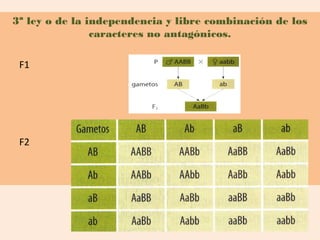 3ª ley o de la independencia y libre combinación de los
                caracteres no antagónicos.

 F1




 F2
 
