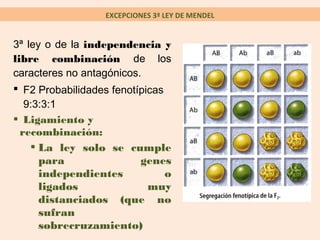 EXCEPCIONES 3ª LEY DE MENDEL


3ª ley o de la independencia y
libre combinación de los
caracteres no antagónicos.
 F2 Probabilidades fenotípicas
   9:3:3:1
 Ligamiento y
  recombinación:
     La ley solo se cumple
      para                genes
      independientes            o
      ligados               muy
      distanciados (que no
      sufran
      sobrecruzamiento)
 