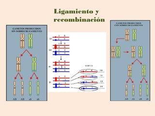 Ligamiento y
recombinación
 