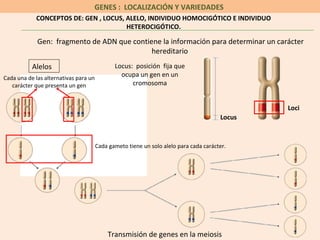 GENES : LOCALIZACIÓN Y VARIEDADES
            CONCEPTOS DE: GEN , LOCUS, ALELO, INDIVIDUO HOMOCIGÓTICO E INDIVIDUO
                                       HETEROCIGÓTICO.

             Gen: fragmento de ADN que contiene la información para determinar un carácter
                                             hereditario
           Alelos                             Locus: posición fija que
Cada una de las alternativas para un
                                                ocupa un gen en un
   carácter que presenta un gen                     cromosoma


                                                                                               Loci
                                                                                       Locus



                                       Cada gameto tiene un solo alelo para cada carácter.




                                           Transmisión de genes en la meiosis
 