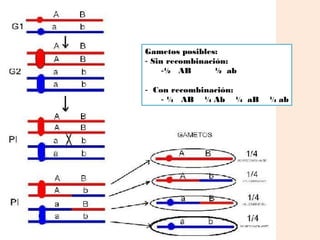 Gametos posibles:
- Sin recombinación:
     -½ AB       ½ ab

- Con recombinación:
    - ¼ AB ¼ Ab ¼ aB    ¼ ab
 