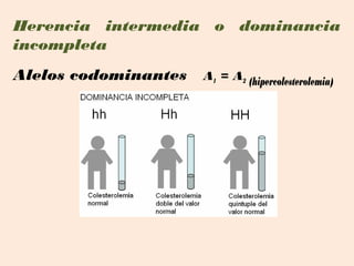 Herencia intermedia o dominancia
incompleta
Alelos codominantes   A1 = A2 (hipercolesterolemia)
 
