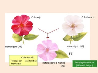 Color rojo                                         Color blanco




Homocigoto (RR)                                                  Homocigoto (BB)


                                                                  F1
               Color rosado
    Fenotipo con   características
    intermedias                         Heterocigoto o híbrido          Dondiego de noche
                                                          (RB)           (Mirabilis jalapa)
 