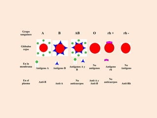 Grupo
sanguíneo       A            B            AB             O          rh +         rh -


Glóbulos
 rojos




  En la
                                                         No                       No
membrana                              Antígenos A y                Antígeno
            Antígeno A   Antígeno B                   antígenos                 Antígeno
                                           B                          rh


                                                                       No
  En el                                    No         Anti-A y
              Anti-B                                              anticuerpos
 plasma                   Anti-A      anticuerpos      Anti-B                   Anti-Rh
 