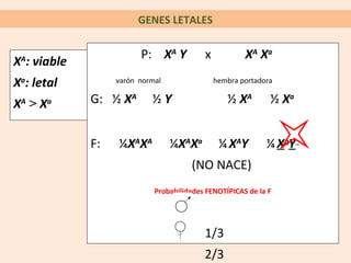 GENES LETALES

                        P: XA Y           x           XA Xa
XA: viable
Xa: letal         varón normal                hembra portadora


X >X
 A    a      G: ½ XA       ½Y                    ½ XA        ½ Xa


             F:   ¼XAXA          ¼XAXa         ¼ XAY        ¼ XaY
                                      (NO NACE)
                            Probabilidades FENOTÍPICAS de la F




                                          1/3
                                          2/3
 