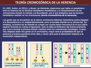 TEORÍA CROMOSÓMICA DE LA HERENCIA
 
