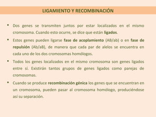 LIGAMIENTO Y RECOMBINACIÓN

 Dos genes se transmiten juntos por estar localizados en el mismo
   cromosoma. Cuando esto ocurre, se dice que están ligados.
 Estos genes pueden ligarse fase de acoplamiento (AB/ab) o en fase de
   repulsión (Ab/aB), de manera que cada par de alelos se encuentra en
   cada uno de los dos cromosomas homólogos.
 Todos los genes localizados en el mismo cromosoma son genes ligados
   entre sí. Existirán tantos grupos de genes ligados como parejas de
   cromosomas.
 Cuando se produce recombinación génica los genes que se encuentran en
   un cromosoma, pueden pasar al cromosoma homólogo, produciéndose
   así su separación.
 