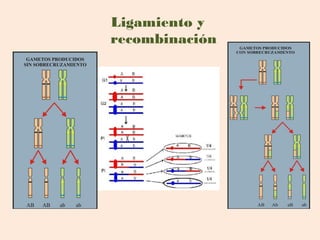 Ligamiento y
recombinación
 