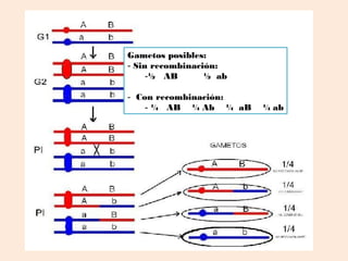 Gametos posibles:
- Sin recombinación:
     -½ AB       ½ ab

- Con recombinación:
    - ¼ AB ¼ Ab ¼ aB    ¼ ab
 