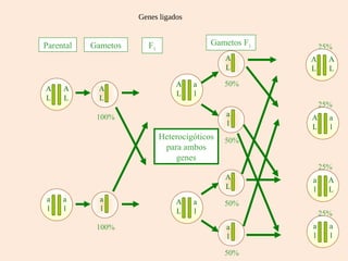 Genes ligados


Parental   Gametos     F1                 Gametos F1       25%
                                              A        A     A
                                              L        L     L

                                A    a        50%
A    A      A
                                L    l
L    L      L
                                                           25%
            100%                              a        A     a
                                              l        L     l
                            Heterocigóticos   50%
                             para ambos
                                genes
                                                           25%
                                              A        a     A
                                              L        l     L
a    a       a                  A    a        50%
l    l       l                  L    l                     25%
            100%                              a        a     a
                                              l        l     l

                                              50%
 
