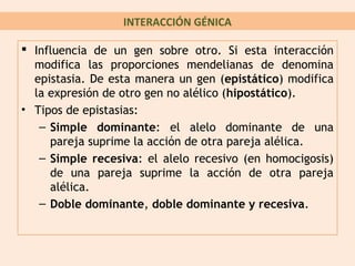 INTERACCIÓN GÉNICA

 Influencia de un gen sobre otro. Si esta interacción
  modifica las proporciones mendelianas de denomina
  epistasia. De esta manera un gen (epistático) modifica
  la expresión de otro gen no alélico (hipostático).
• Tipos de epistasias:
   – Simple dominante: el alelo dominante de una
     pareja suprime la acción de otra pareja alélica.
   – Simple recesiva: el alelo recesivo (en homocigosis)
     de una pareja suprime la acción de otra pareja
     alélica.
   – Doble dominante, doble dominante y recesiva.
 