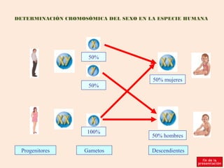 DETERMINACIÓN CROMOSÓMICA DEL SEXO EN LA ESPECIE HUMANA




                     50%



                                       50% mujeres
                     50%




                    100%
                                       50% hombres

 Progenitores      Gametos             Descendientes
 
