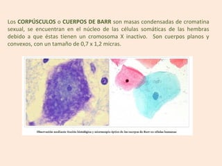 Los CORPÚSCULOS o CUERPOS DE BARR son masas condensadas de cromatina
sexual, se encuentran en el núcleo de las células somáticas de las hembras
debido a que éstas tienen un cromosoma X inactivo. Son cuerpos planos y
convexos, con un tamaño de 0,7 x 1,2 micras.
 