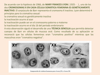De acuerdo con la hipótesis de 1966, de MARY FRANCES LYON ( 1925 - ) , uno de los
dos CROMOSOMAS X EN CADA CÉLULA SOMÁTICA FEMENINA ES GENÉTICAMENTE
INACTIVO. El corpúsculo de Barr representa el cromosma X inactivo. Lyon determinó 4
principios para la cromatina sexual:
la cromatina sexual es genéticamente inactiva
la inactivación ocurre al azar
la inactivación puede ser en el cromosoma paterno o materno
la inactivación ocurre en el día 16 del periodo embrionario
A esta observación siguió el desarrollo de una TÉCNICA SENCILLA que permitía detectar
cuerpos de Barr en células de mucosa oral. Como resultado de su aplicación se
reconoció que las células femeninas eran “cromatina positiva” mientras que las
masculinas eran “cromatina negativa".
 
