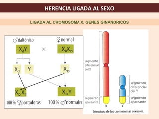 HERENCIA LIGADA AL SEXO

LIGADA AL CROMOSOMA X. GENES GINÁNDRICOS
 