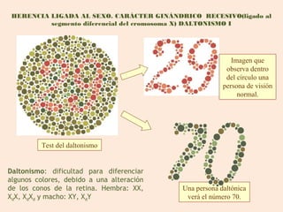 HERENCIA LIGADA AL SEXO. CARÁCTER GINÁNDRICO RECESIVO(ligado al
          segmento diferencial del cromosoma X) DALTONISMO I




                                                           Imagen que
                                                         observa dentro
                                                         del círculo una
                                                        persona de visión
                                                             normal.




         Test del daltonismo


Daltonismo: dificultad para diferenciar
algunos colores, debido a una alteración
de los conos de la retina. Hembra: XX,     Una persona daltónica
XdX, XdXd y macho: XY, XdY                  verá el número 70.
 