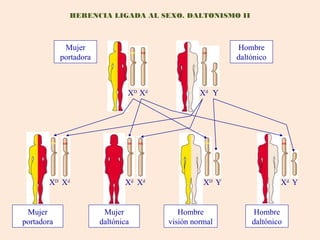 HERENCIA LIGADA AL SEXO. DALTONISMO II



             Mujer                                       Hombre
            portadora                                    daltónico



                                XD Xd            Xd Y




       XD Xd                   Xd Xd              XD Y               Xd Y


 Mujer                   Mujer             Hombre            Hombre
portadora               daltónica       visión normal        daltónico
 