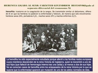 HERENCIA LIGADA AL SEXO. CARÁCTER GINÁNDRICO RECESIVO(ligado al
               segmento diferencial del cromosoma X)
 Hemofilia: trastorno en la coagulación de la sangre. De transmisión similar al daltonismo, difiere
 de él en que las hembras no padecen la enfermedad y fallecen, de manera que solo encontramos:
 hembras sanas (XX), portadoras XhX) , machos sanos (XY) y machos enfermos (XhY).
 