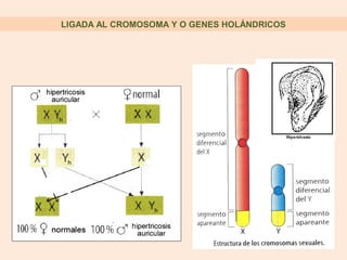 LIGADA AL CROMOSOMA Y O GENES HOLÁNDRICOS
 