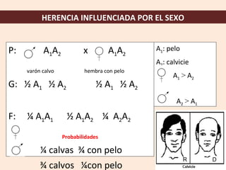 HERENCIA INFLUENCIADA POR EL SEXO


P:         A1A2            x        A1A2     A1: pelo
                                             A2: calvicie
     varón calvo           hembra con pelo
                                                   A1 > A2
G: ½ A1 ½ A2                    ½ A1 ½ A2
                                                    A2 > A1

F:   ¼ A1A1         ½ A1A2 ¼ A2A2
                   Probabilidades

          ¼ calvas ¾ con pelo
                                                        R     D
          ¾ calvos ¼con pelo
 
