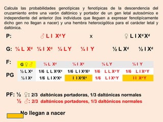 Calcula las probabilidades genotípicas y fenotípicas de la descendencia del
cruzamiento entre una varón daltónico y portador de un gen letal autosómico e
independiente del anterior (los individuos que lleguen a expresar fenotipícamente
dicho gen no llegan a nacer) y una hembra heterocigótica para el carácter letal y
daltónica.

 P:                ♂ L l Xd Y                   x                     ♀ L l X d Xd

 G: ¼ L Xd ¼ l Xd ¼ L Y                 ¼l Y                     ½ L Xd        ½ l Xd

 F:     G♀♂         ¼ L Xd         ¼ l Xd                 ¼ LY              ¼l Y
        ½ L Xd    1/6 L L XdXd   1/6 L l XdXd       1/6    L L Xd Y   1/6    L l Xd Y
 PG     ½ l Xd    1/6 L l XdXd      l l XdXd        1/6    L l Xd Y         l l Xd Y



 PF: ½ ♀: 2/3 daltónicas portadoras, 1/3 daltónicas normales
     ½ ♂: 2/3 daltónicos portadores, 1/3 daltónicos normales

        No llegan a nacer
 