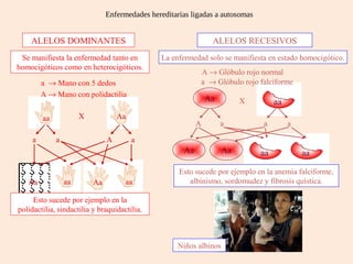 aaaa
Enfermedades hereditarias ligadas a autosomas
ALELOS DOMINANTES ALELOS RECESIVOS
Aa
Aa Aa
aa
Se manifiesta la enfermedad tanto en
homocigóticos como en heterocigóticos.
La enfermedad solo se manifiesta en estado homocigótico.
Aaaa
aa aaAaAa
X
a aa A
Esto sucede por ejemplo en la
polidactilia, sindactilia y braquidactilia.
Esto sucede por ejemplo en la anemia falciforme,
albinismo, sordomudez y fibrosis quística.
a → Mano con 5 dedos
A → Mano con polidactilia
a → Glóbulo rojo falciforme
A → Glóbulo rojo normal
X
aA aa
Niños albinos
 