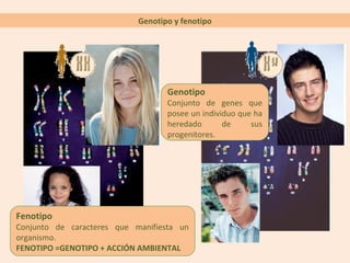 Genotipo y fenotipo
Genotipo
Conjunto de genes que
posee un individuo que ha
heredado de sus
progenitores.
Fenotipo
Conjunto de caracteres que manifiesta un
organismo.
FENOTIPO =GENOTIPO + ACCIÓN AMBIENTAL
 