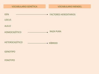 VOCABULARIO GENÉTICA
GEN
ALELO
RAZA PURA
HETEROCIGÓTICO
GENOTIPO
FENOTIPO
VOCABULARIO MENDEL
FACTORES HEREDITARIOS
HOMOCIGÓTICO
HÍBRIDO
LOCUS
 
