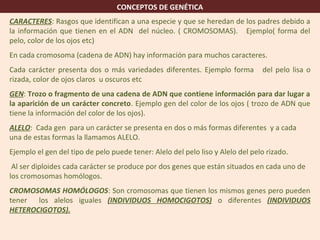 CONCEPTOS DE GENÉTICA
CARACTERES: Rasgos que identifican a una especie y que se heredan de los padres debido a
la información que tienen en el ADN del núcleo. ( CROMOSOMAS). Ejemplo( forma del
pelo, color de los ojos etc)
En cada cromosoma (cadena de ADN) hay información para muchos caracteres.
Cada carácter presenta dos o más variedades diferentes. Ejemplo forma del pelo lisa o
rizada, color de ojos claros u oscuros etc
GEN: Trozo o fragmento de una cadena de ADN que contiene información para dar lugar a
la aparición de un carácter concreto. Ejemplo gen del color de los ojos ( trozo de ADN que
tiene la información del color de los ojos).
ALELO: Cada gen para un carácter se presenta en dos o más formas diferentes y a cada
una de estas formas la llamamos ALELO.
Ejemplo el gen del tipo de pelo puede tener: Alelo del pelo liso y Alelo del pelo rizado.
Al ser diploides cada carácter se produce por dos genes que están situados en cada uno de
los cromosomas homólogos.
CROMOSOMAS HOMÓLOGOS: Son cromosomas que tienen los mismos genes pero pueden
tener los alelos iguales (INDIVIDUOS HOMOCIGOTOS) o diferentes (INDIVIDUOS
HETEROCIGOTOS).
 