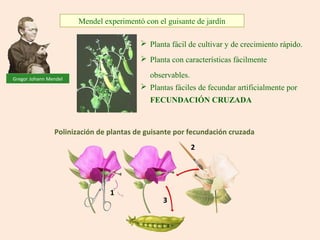 Mendel experimentó con el guisante de jardín
Polinización de plantas de guisante por fecundación cruzada
Gregor Johann Mendel
 Planta fácil de cultivar y de crecimiento rápido.
 Planta con características fácilmente
observables.
 Plantas fáciles de fecundar artificialmente por
FECUNDACIÓN CRUZADA
1
2
3
 