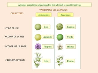Algunos caracteres seleccionados por Mendel y sus alternativas
Liso Rugoso
Amarillo Verde
Púrpura Blanco
Alto Enano
Dominantes Recesivos
TIPO DE PIEL
COLOR DE LA PIEL
COLOR DE LA FLOR
LONGITUD TALLO
CARACTERES
VARIEDADES DEL CARACTER
 
